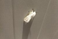 Spilosoma lubricipeda