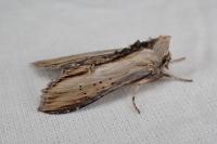 Cucullia lychnitis