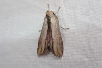 Cucullia lychnitis