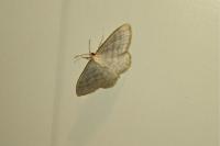 Idaea subsericeata