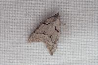 Nola thymula thymula