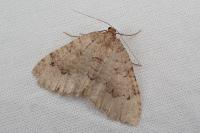 Triphosa tauteli