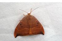 Watsonalla binaria