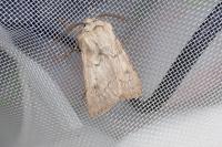 Agrotis turatii