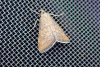 Hyperlais siccalis