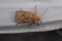 Spudaea ruticilla