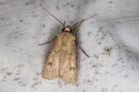 Agrotis turatii