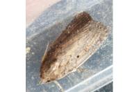 Proxenus hospes