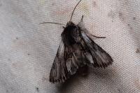 Calophasia almoravida