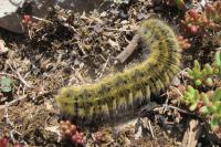 Lasiocampa trifolii trifolii