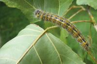 Phalera bucephala