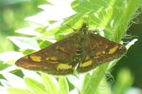 Pyrausta aurata