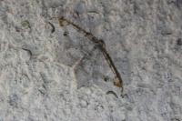 Macaria alternata