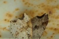 Macaria alternata