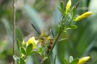 Hemaris fuciformis