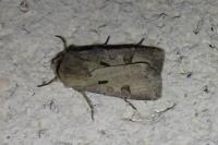 Agrotis exclamationis exclamationis
