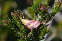 Pyrausta sanguinalis