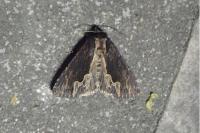 Dypterygia scabriuscula