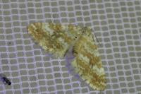 Perizoma flavofasciata