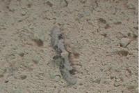 Eupithecia centaureata