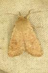 Orthosia cruda