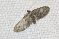 Eupithecia abbreviata/dodoneata