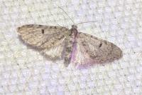 Eupithecia indigata