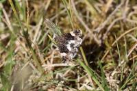 Tyta luctuosa