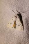 Spilosoma lubricipeda