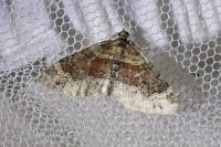 Xanthorhoe spadicearia/ferrugata