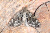 Thera britannica/variata
