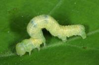 Agriopis leucophaearia