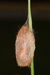 Phragmatobia fuliginosa