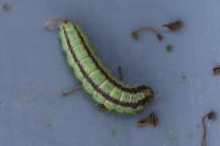 Acrobasis advenella
