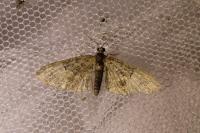 Eupithecia abbreviata