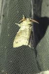 Calliteara pudibunda
