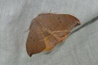 Watsonalla uncinula