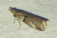 Acrobasis obliqua