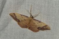 Idaea ostrinaria