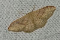 Idaea degeneraria