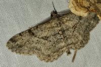 Peribatodes rhomboidaria rhomboidaria