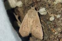 Mythimna sicula