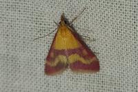 Pyrausta sanguinalis