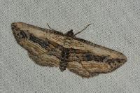 Horisme vitalbata