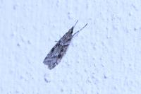 Eudonia angustea