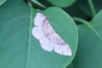 Idaea degeneraria