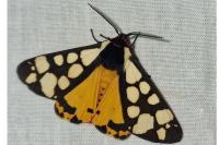 Arctia villica