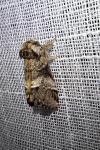 Drymonia dodonaea