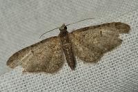Eupithecia massiliata