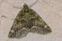 Chloroclysta siterata